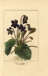 Sweet violet, Viola odorata