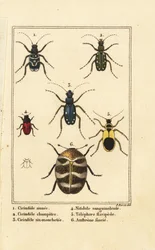 Tiger beetles and varied carpet beetle