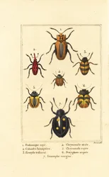 Weevils: Eudomychus striata, Calandra hemiptera, pleasing fungus beetle, Erotylus species, Chrysomela striata, Acalymma vittatum, Chrysomela arcuata, and Eumorphus marginata