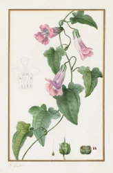 Maurandia semperflorens