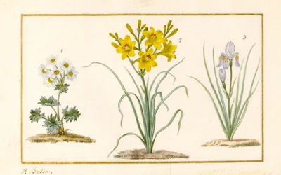 Anemone, Hemerocale and Iris (detail)