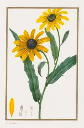 Black-eyed Susan, 1828-1835