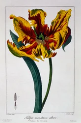 Tulip 
