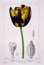 Tulip of King Henry IV, 1836