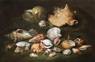 Still Life with Shells