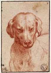 Head of a Dog