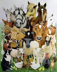 Animal Allsorts