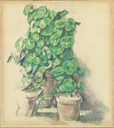 Geraniums