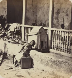 Dog of Garvel (Martinique), 1870s