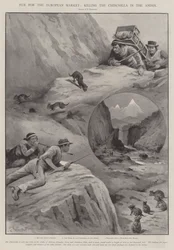 Fur for the European Market, killing the Chinchilla in the Andes