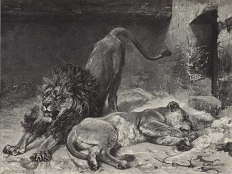 The Lion