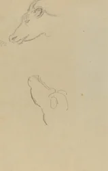 Head of a Cow