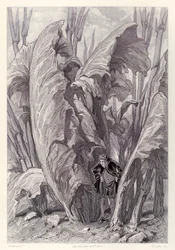 Gulliver Scavenges Food and Disappears Between Two Sorrel Leaves, from French Edition of Gulliver