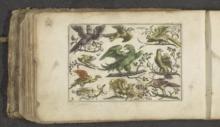 Bird of Prey and Ten Other Birds