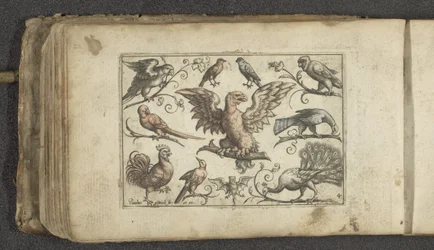 Bird of Prey, Nine Other Birds and a Bat