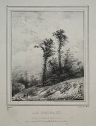 Landscapes: Young Elm Trees