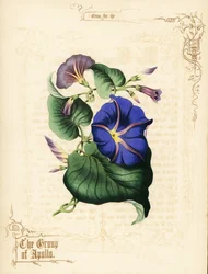 Morning Glory Flowers and Foliage