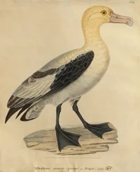 Albatross with a short tail