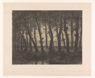 Forest Landscape with Flying Birds