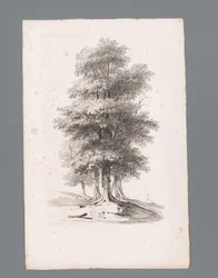 Group with Five Trees