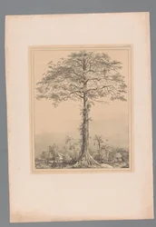 Kankantri Tree