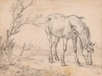 A Grazing Horse