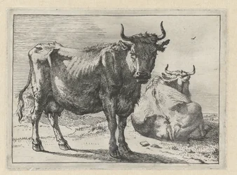 A Standing and a Lying Cow