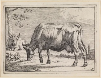 Grazing Cow