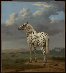 The Piebald Horse
