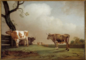 The Meadow