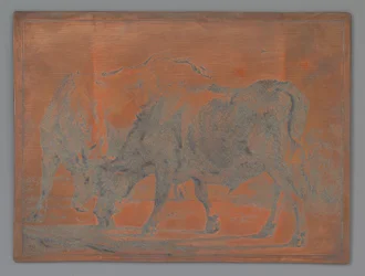 Two Fighting Oxen