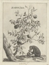 Zabucaiaboom and a Monkey