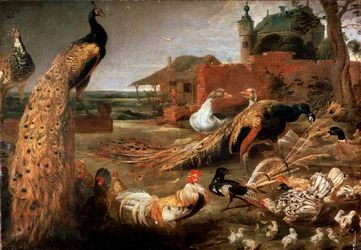Crow in Peacock