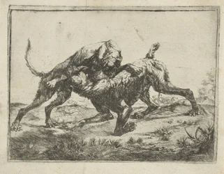 Fighting Dogs