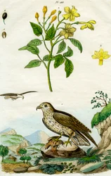 Jasmine and Short-toed Eagle