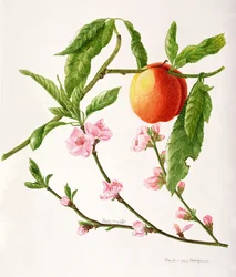 Peach var: Peregrine