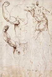 The Back of a Nude and Two Studies of a Raised Arm and Shoulder, Seen from the Front