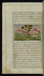 A Fox and a Drum from Lights of Canopus