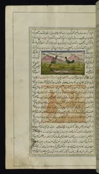A Hawk and a Hen from Lights of Canopus