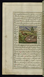 A Jackal Devours a Hare from Lights of Canopus