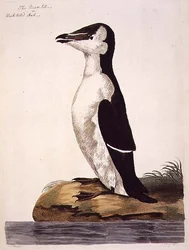 The Razorbill (Alca torda) or Black-Billed Auk, plate from 