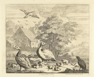 Geese with Goslings by a Stream (Various Birds)