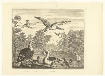 Great Black-backed Gulls and Ducks in a Bird Pond Various Birds (series title)