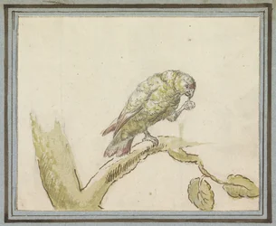 Parrot on a Tree Branch