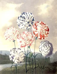 A Group of Carnations: Dianthus Caryophyllus, Engraved by Caldwall, from Thornton