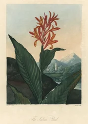 Red or Conflore or Toloman Forte water, from The Temple of Flora, by Dr. Robert Thornton