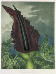 The Dragon Arum, engraved by Ward, from 