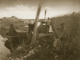 During the Reed Harvest, Life and Landscape on the Norfolk Broads