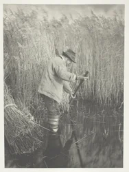 A Reed-Cutter at Work