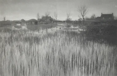 A Rushy Shore